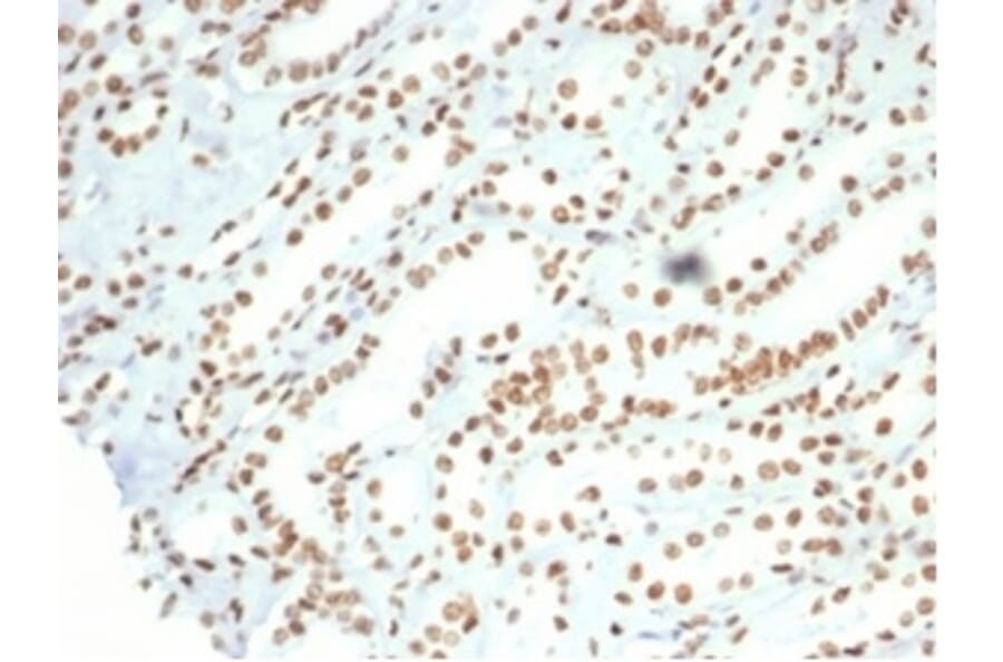 Immunohistochemistry - Anti-Nucleolin Antibody [NCL/7014R] (A278037) - Antibodies.com