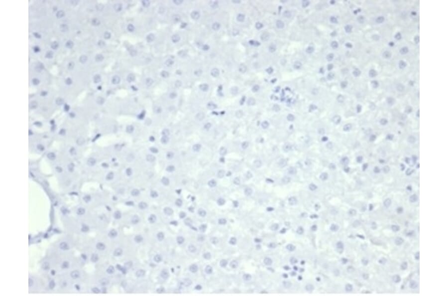 Immunohistochemistry - Anti-Nucleolin Antibody [NCL/7014R] (A278037) - Antibodies.com