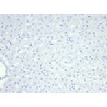 Immunohistochemistry - Anti-Nucleolin Antibody [NCL/7014R] (A278037) - Antibodies.com