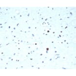 Immunohistochemistry - Anti-PAX7 Antibody [PAX7/7079R] (A278040) - Antibodies.com