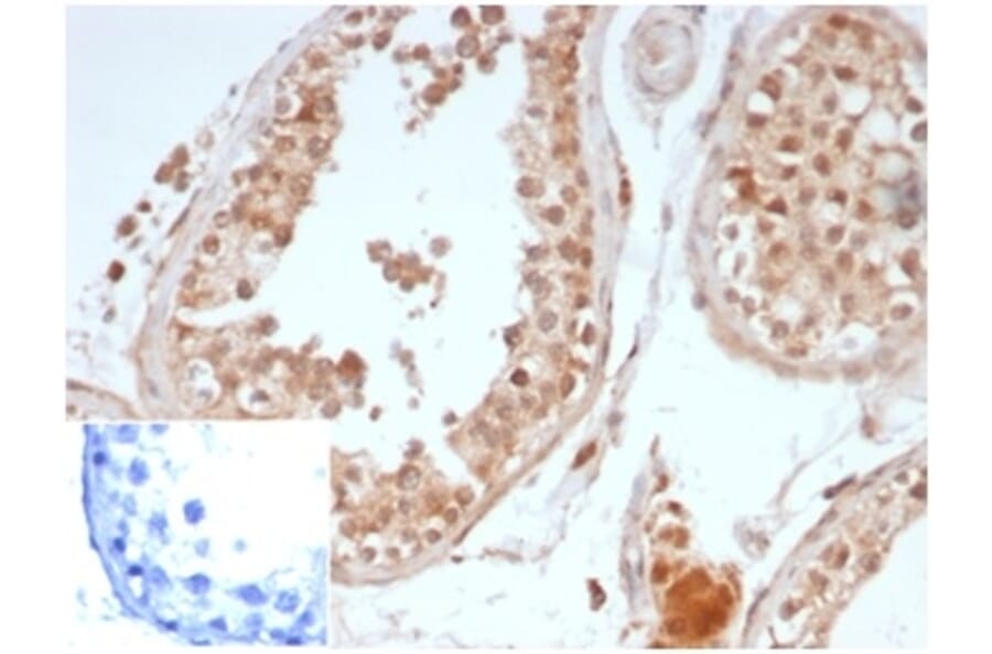 Immunohistochemistry - Anti-OCT-4 Antibody [OCT4/6875R] (A278048) - Antibodies.com