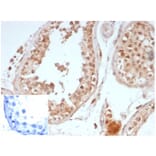 Immunohistochemistry - Anti-OCT-4 Antibody [OCT4/6875R] (A278048) - Antibodies.com