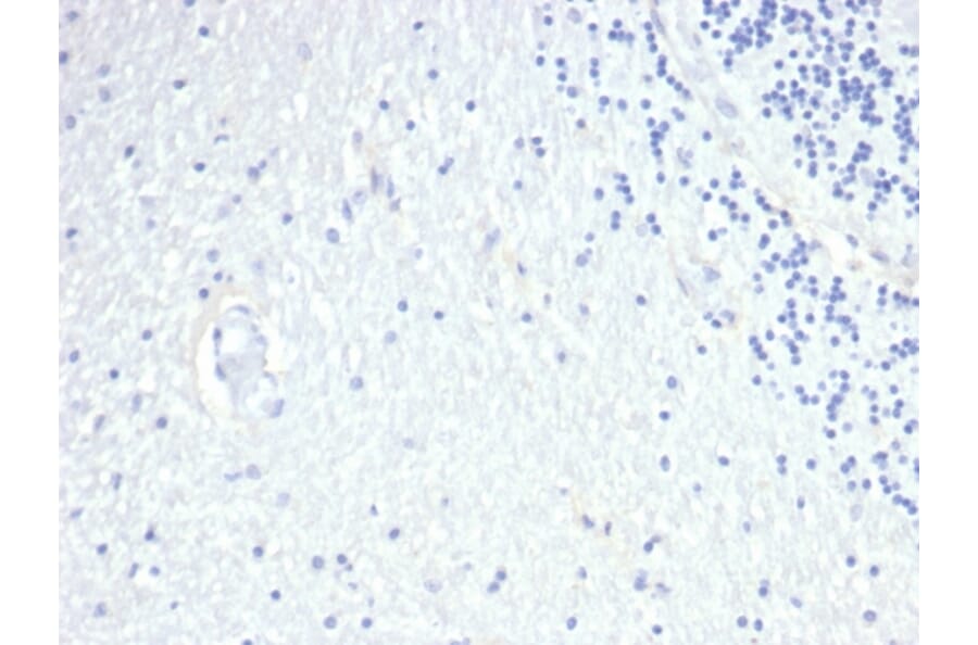 Immunohistochemistry - Anti-Prolactin Antibody [PRL/4908R] (A278051) - Antibodies.com
