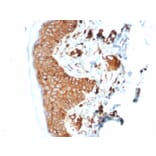 Immunohistochemistry - Anti-beta 2 Microglobulin Antibody [B2M/7013R] (A278052) - Antibodies.com