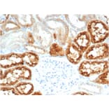 Immunohistochemistry - Anti-RBP4 Antibody [RBP4/7045R] (A278057) - Antibodies.com