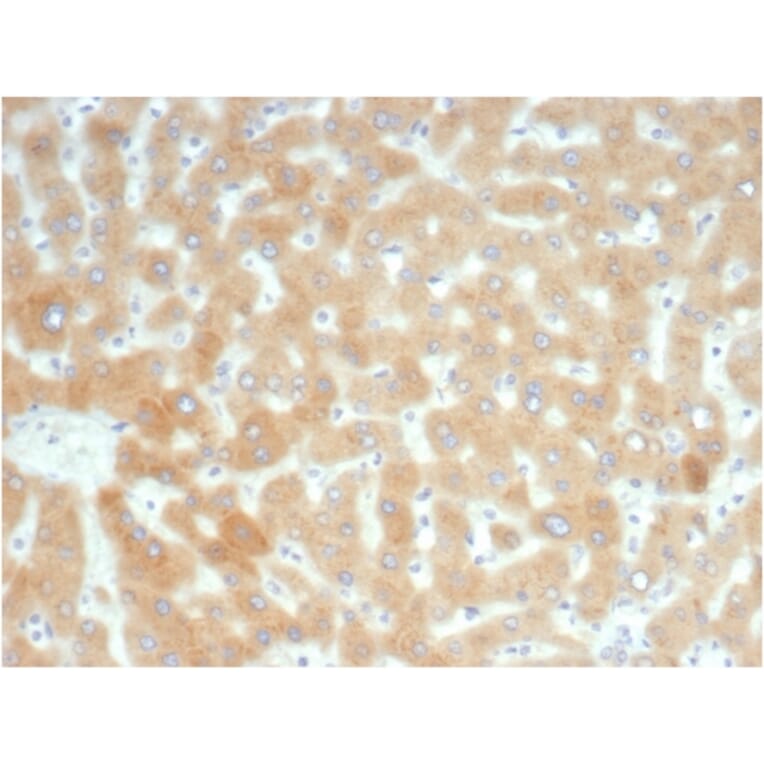 Immunohistochemistry - Anti-RBP4 Antibody [RBP4/7045R] (A278057) - Antibodies.com