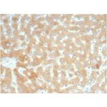 Immunohistochemistry - Anti-RBP4 Antibody [RBP4/7045R] (A278057) - Antibodies.com