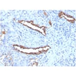 Immunohistochemistry - Anti-Surfactant Protein D Antibody [SFTPD/7085R] (A278062) - Antibodies.com