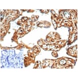 Immunohistochemistry - Anti-Vinculin Antibody [VCL/7091R] (A278076) - Antibodies.com