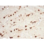 Immunohistochemistry - Anti-L-PLUNC Antibody [LPLUNC1/7059R] (A278095) - Antibodies.com