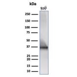 Western Blot - Anti-CD20 Antibody [IGEL/6850R] (A278096) - Antibodies.com