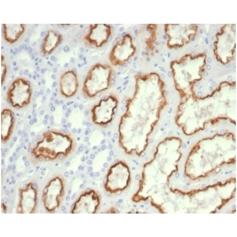 Immunohistochemistry - Anti-CDC20 Antibody [CDC20/7026R] (A278103) - Antibodies.com