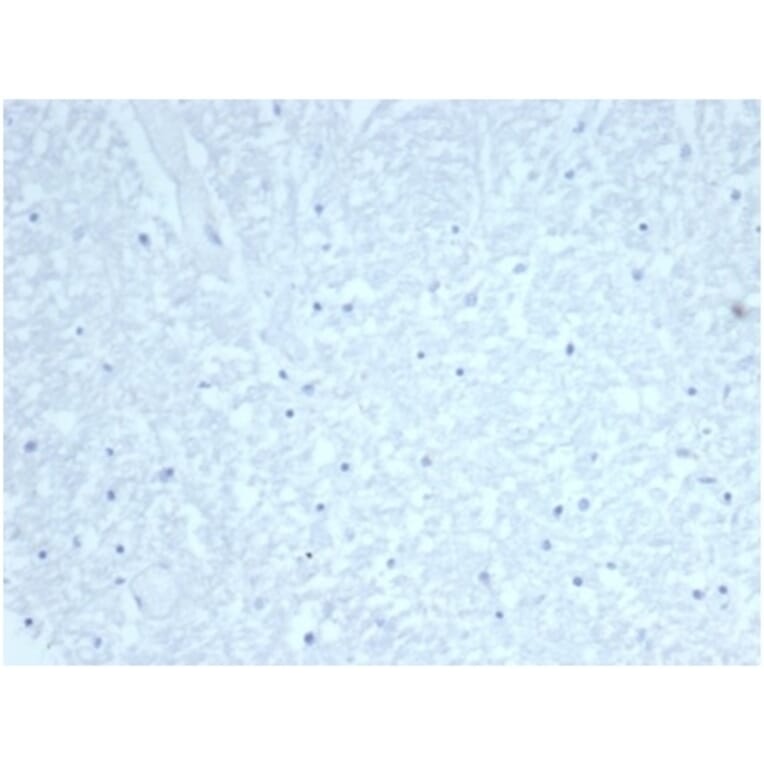 Immunohistochemistry - Anti-CDC20 Antibody [CDC20/7026R] (A278103) - Antibodies.com