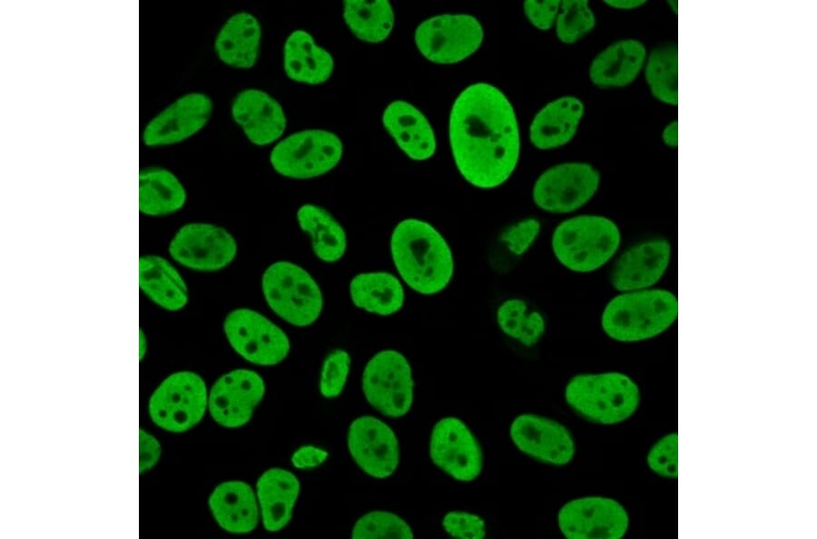 Immunofluorescence - Anti-Human Nuclear Antigen Antibody [235-1R] (A278107) - Antibodies.com