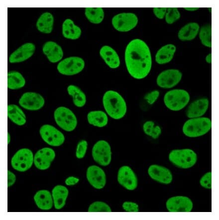 Immunofluorescence - Anti-Human Nuclear Antigen Antibody [235-1R] (A278107) - Antibodies.com