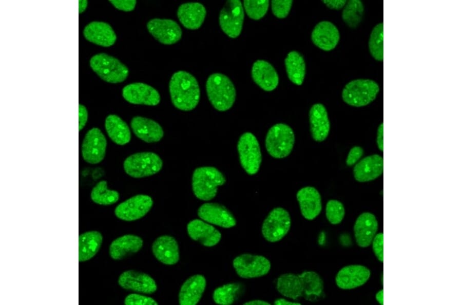 Immunofluorescence - Anti-Human Nuclear Antigen Antibody [235-1R] (A278107) - Antibodies.com