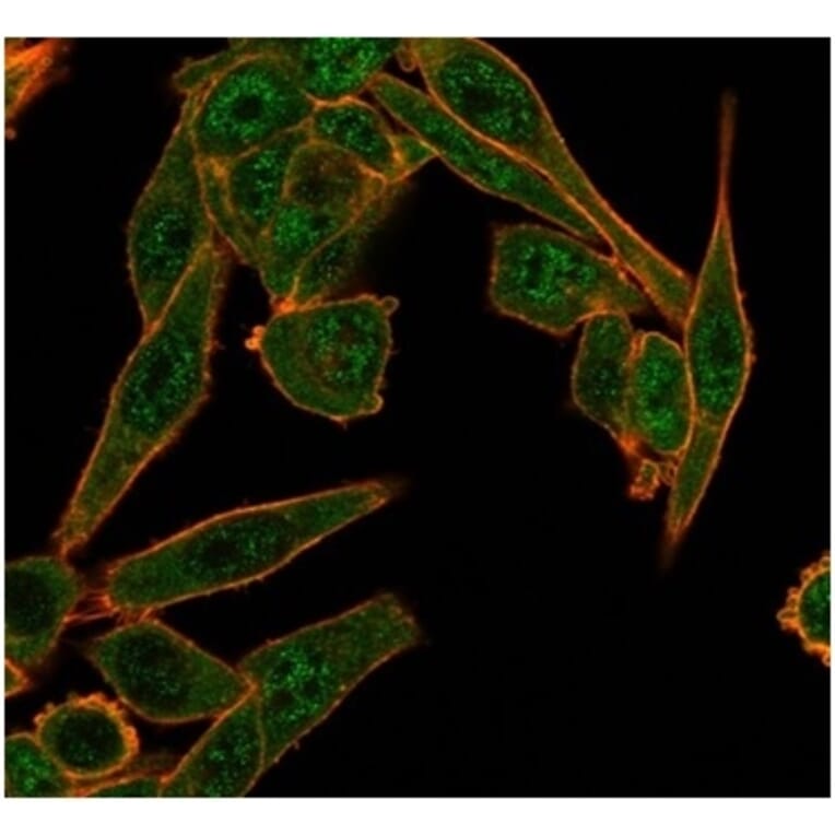 Immunofluorescence - Anti-HDAC6 Antibody [PCRP-HDAC6-1A4] - BSA and Azide free (A278111) - Antibodies.com