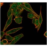Immunofluorescence - Anti-HDAC6 Antibody [PCRP-HDAC6-1A4] - BSA and Azide free (A278111) - Antibodies.com