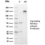 SDS-PAGE - Anti-HDAC6 Antibody [PCRP-HDAC6-1A4] - BSA and Azide free (A278111) - Antibodies.com