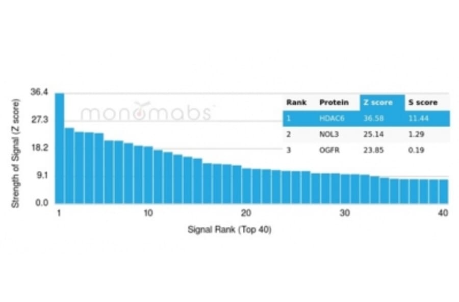 Protein Array - Anti-HDAC6 Antibody [PCRP-HDAC6-1A4] - BSA and Azide free (A278111) - Antibodies.com