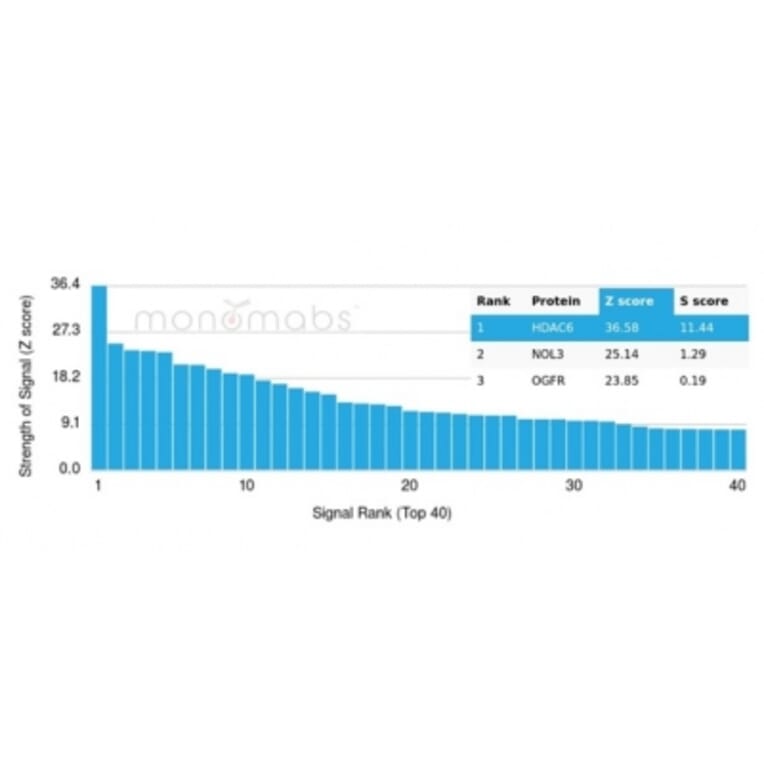 Protein Array - Anti-HDAC6 Antibody [PCRP-HDAC6-1A4] - BSA and Azide free (A278111) - Antibodies.com