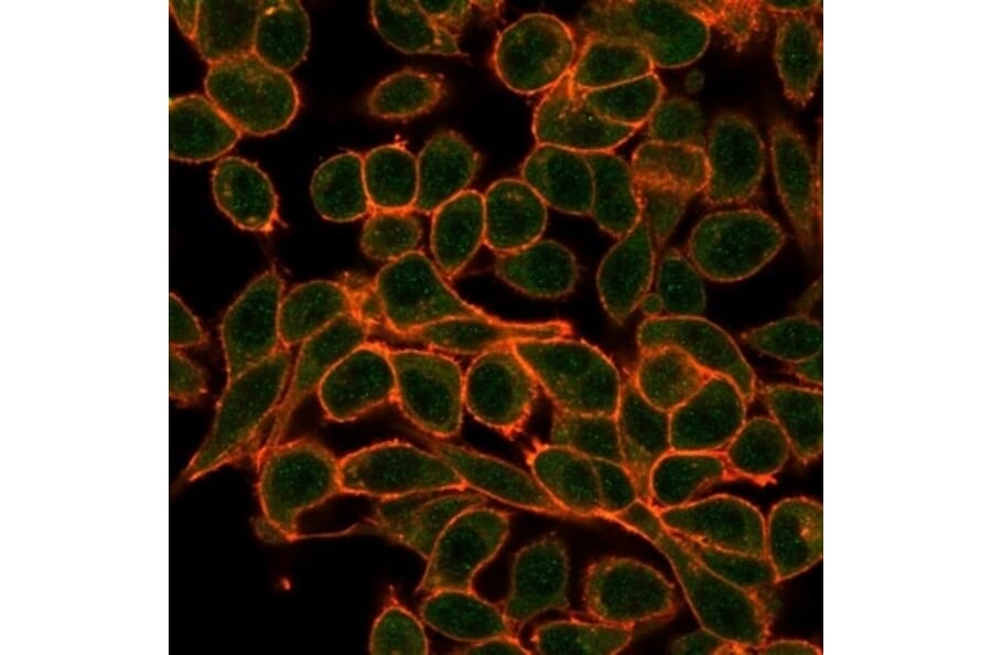 Immunofluorescence - Anti-MEF2B Antibody [PCRP-MEF2B-2F9] - BSA and Azide free (A278112) - Antibodies.com