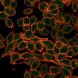 Immunofluorescence - Anti-MEF2B Antibody [PCRP-MEF2B-2F9] - BSA and Azide free (A278112) - Antibodies.com