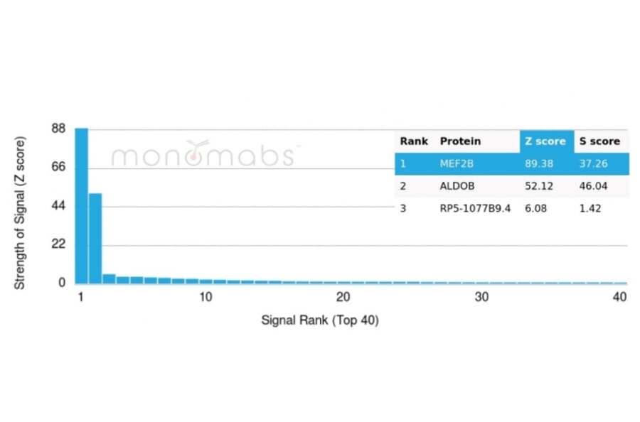 Protein Array - Anti-MEF2B Antibody [PCRP-MEF2B-2F9] - BSA and Azide free (A278112) - Antibodies.com