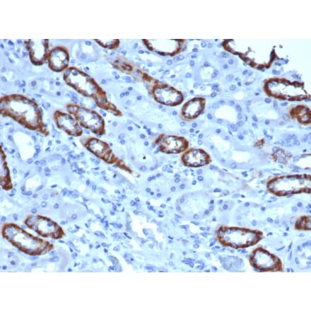 Immunohistochemistry - Anti-TOM1L1 Antibody [TOM1L1/4690] - BSA and Azide free (A278113) - Antibodies.com