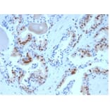 Immunohistochemistry - Anti-p27 Kip1 Antibody [KIP1/1357] - BSA and Azide free (A278116) - Antibodies.com