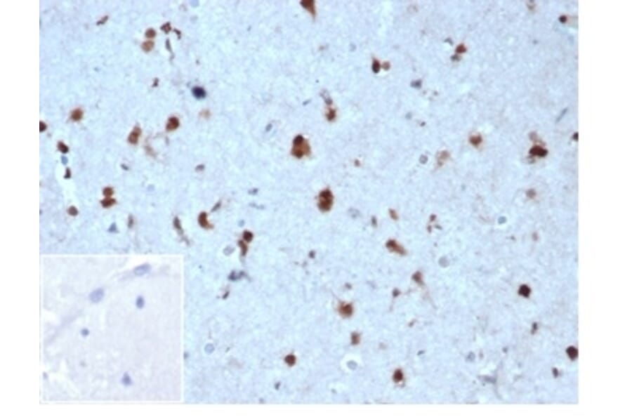 Immunohistochemistry - Anti-p27 Kip1 Antibody [KIP1/1357] - BSA and Azide free (A278116) - Antibodies.com