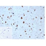 Immunohistochemistry - Anti-p27 Kip1 Antibody [KIP1/1357] - BSA and Azide free (A278116) - Antibodies.com