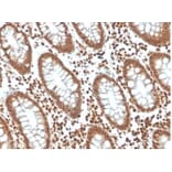 Immunohistochemistry - Anti-p27 Kip1 Antibody [KIP1/1357] - BSA and Azide free (A278116) - Antibodies.com