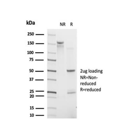 SDS-PAGE - Anti-IRF9 Antibody [PCRP-IRF9-2F8] - BSA and Azide free (A278117) - Antibodies.com