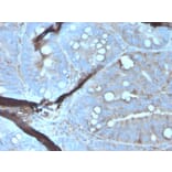 Immunohistochemistry - Anti-MerTK Antibody [MERTK/3023] - BSA and Azide free (A278118) - Antibodies.com