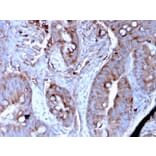 Immunohistochemistry - Anti-MerTK Antibody [MERTK/3024] - BSA and Azide free (A278119) - Antibodies.com