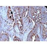 Immunohistochemistry - Anti-MerTK Antibody [MERTK/3024] - BSA and Azide free (A278119) - Antibodies.com