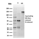 SDS-PAGE - Anti-DMRT2 Antibody [PCRP-DMRT2-1B11] - BSA and Azide free (A278120) - Antibodies.com