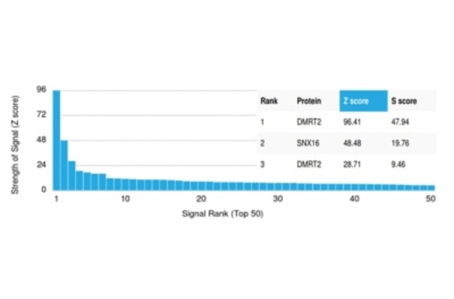Protein Array - Anti-DMRT2 Antibody [PCRP-DMRT2-1B11] - BSA and Azide free (A278120) - Antibodies.com