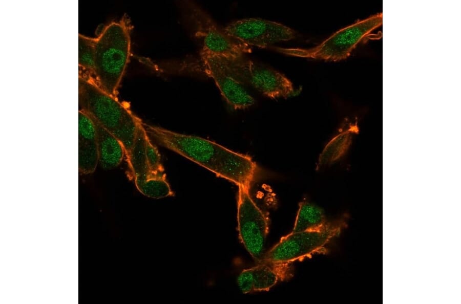Immunofluorescence - Anti-CELF2 Antibody [PCRP-CELF2-1E4] - BSA and Azide free (A278121) - Antibodies.com