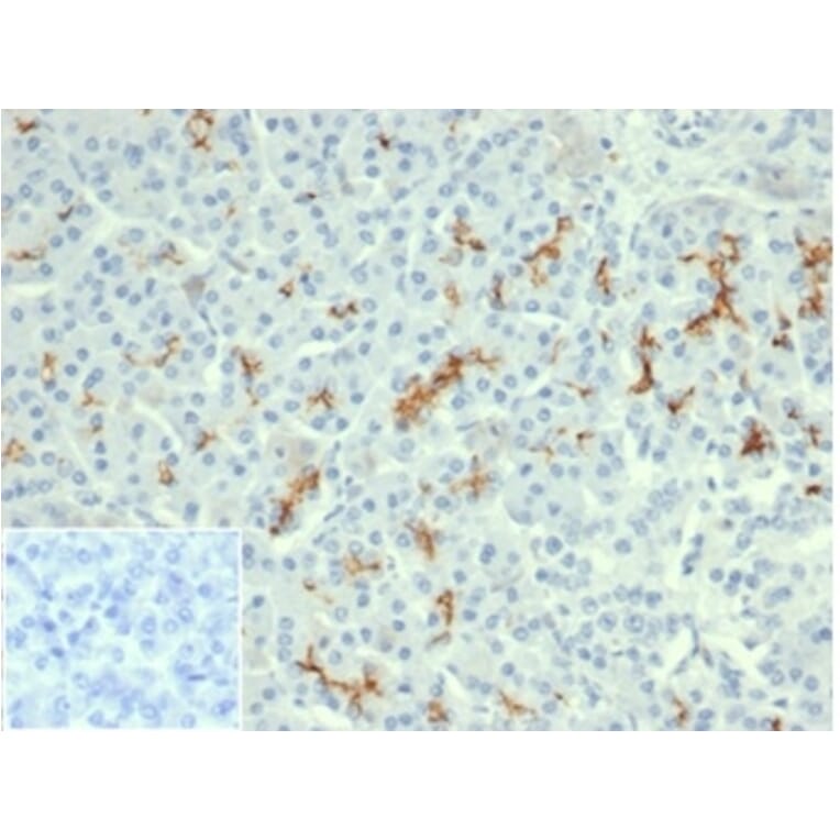 Immunohistochemistry - Anti-CFTR Antibody [rCFTR/6476] - BSA and Azide free (A278122) - Antibodies.com