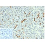 Immunohistochemistry - Anti-CFTR Antibody [rCFTR/6476] - BSA and Azide free (A278122) - Antibodies.com