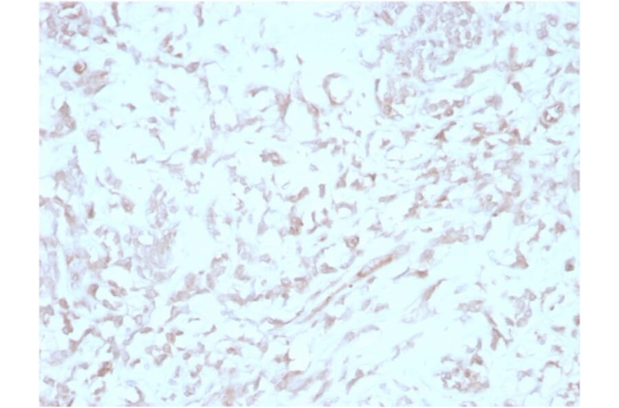 Immunohistochemistry - Anti-Kindlin 2 Antibody [3A3] - BSA and Azide free (A278124) - Antibodies.com