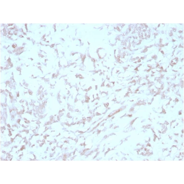 Immunohistochemistry - Anti-Kindlin 2 Antibody [3A3] - BSA and Azide free (A278124) - Antibodies.com