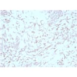 Immunohistochemistry - Anti-Kindlin 2 Antibody [3A3] - BSA and Azide free (A278124) - Antibodies.com