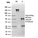 SDS-PAGE - Anti-TDRKH Antibody [PCRP-TDRKH-1H2] - BSA and Azide free (A278125) - Antibodies.com