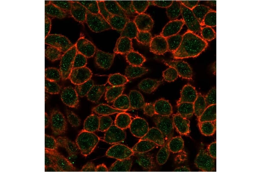 Immunofluorescence - Anti-TDRKH Antibody [PCRP-TDRKH-1H2] - BSA and Azide free (A278125) - Antibodies.com