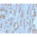 Immunohistochemistry - Anti-TDRKH Antibody [PCRP-TDRKH-1H2] - BSA and Azide free (A278125) - Antibodies.com