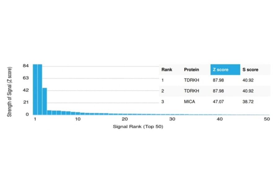 Protein Array - Anti-TDRKH Antibody [PCRP-TDRKH-1H2] - BSA and Azide free (A278125) - Antibodies.com
