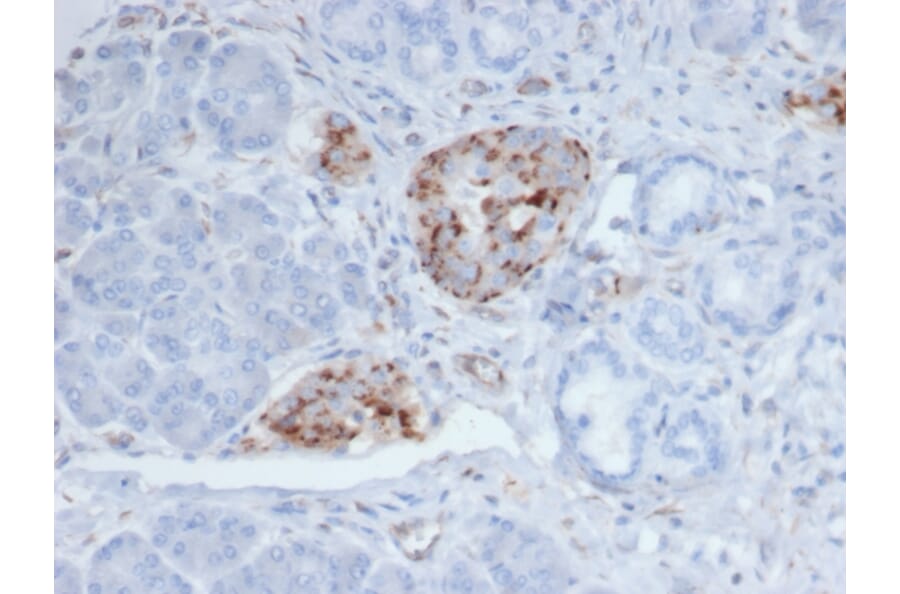 Immunohistochemistry - Anti-Chromogranin A Antibody [CHGA/4219] - BSA and Azide free (A278126) - Antibodies.com
